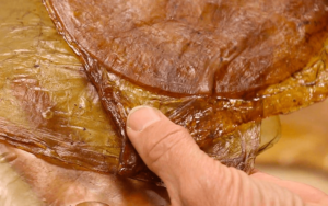 How is Scoby Leather turned into a Fabric
